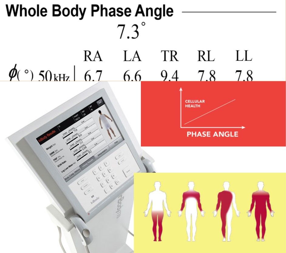 El ángulo de fase como marcador de calidad muscular Fisiología del