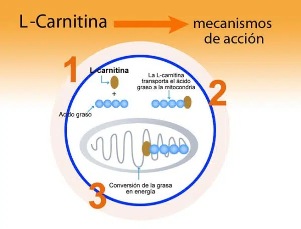l carnitina realmente funciona Efectos clínicos de la suplementación con L-carnitina
