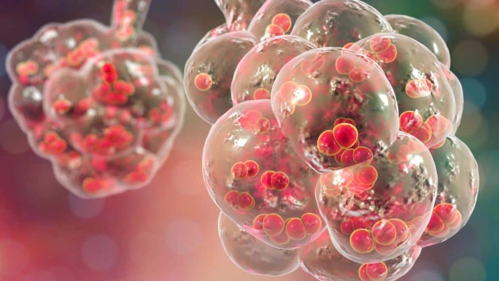 Alveolo, respiratorio, pulmón