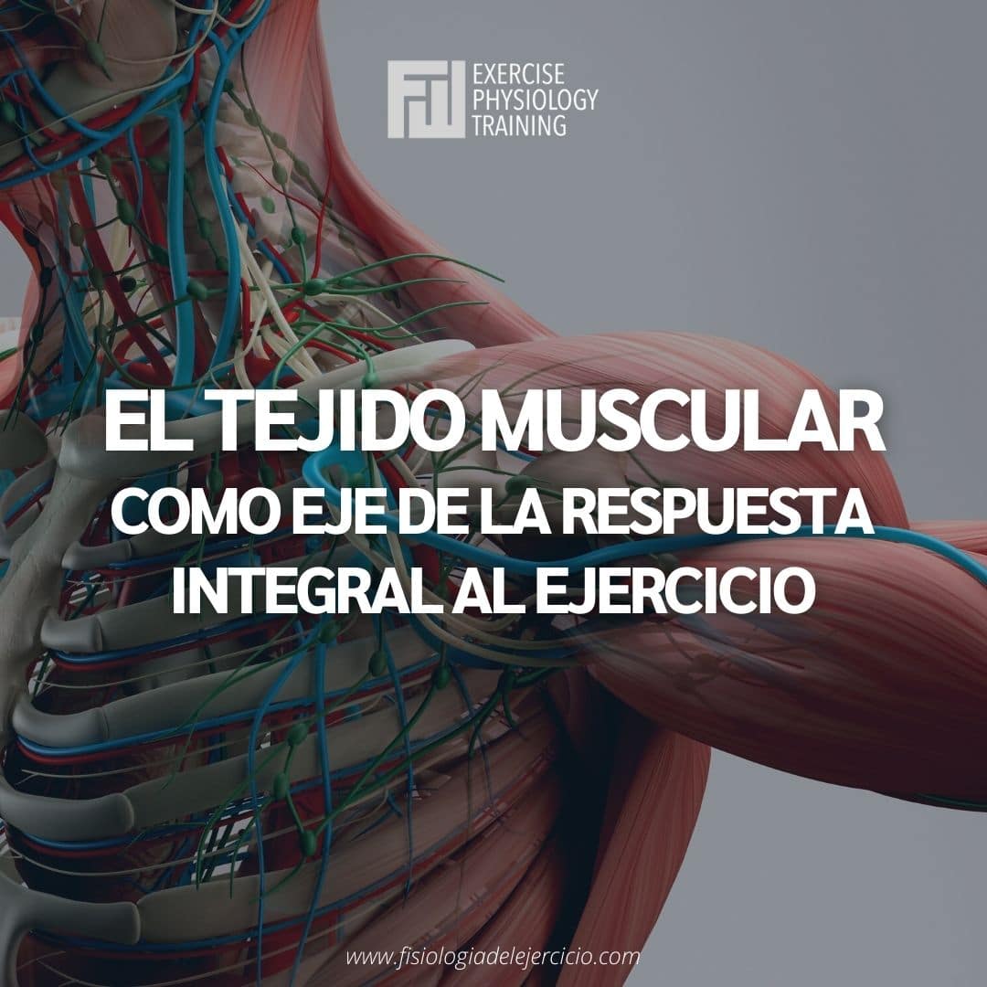 El tejido muscular como eje de la respuesta integral al ejercicio