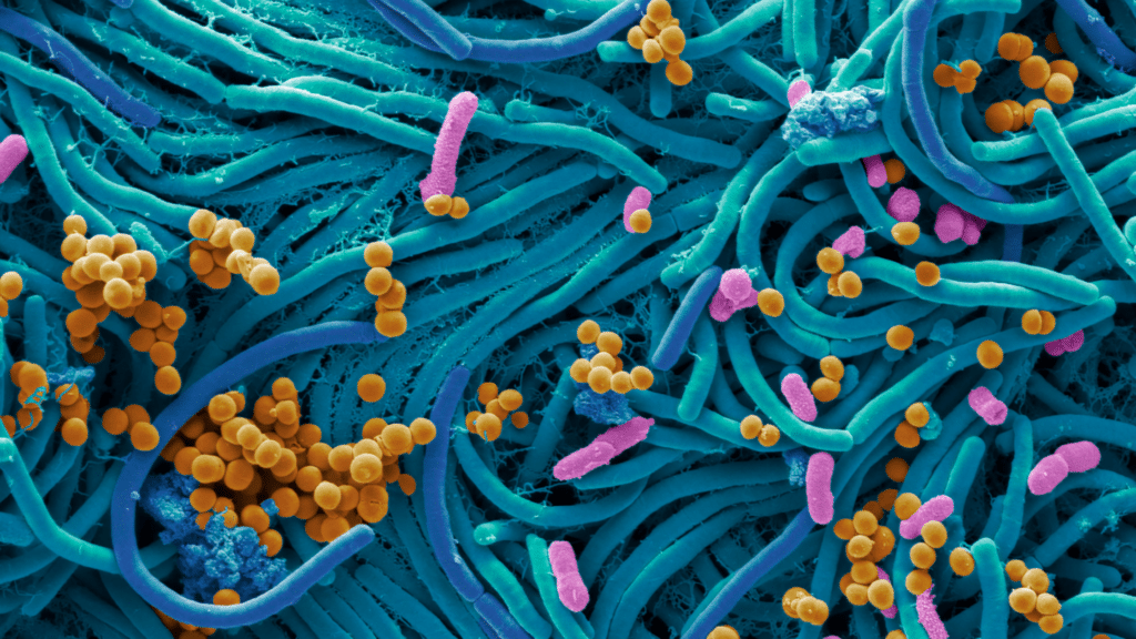 Microbiota intestinal y microbioma