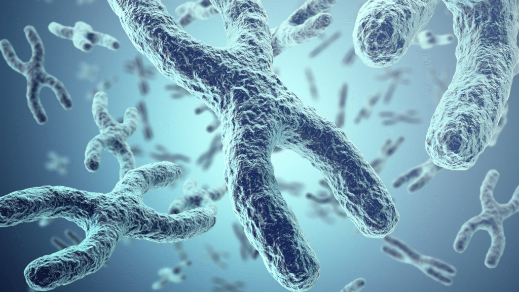 telómeros, fisiología, célula