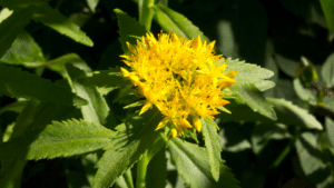 Blog - Rhodiola rosea, hierba, flor
