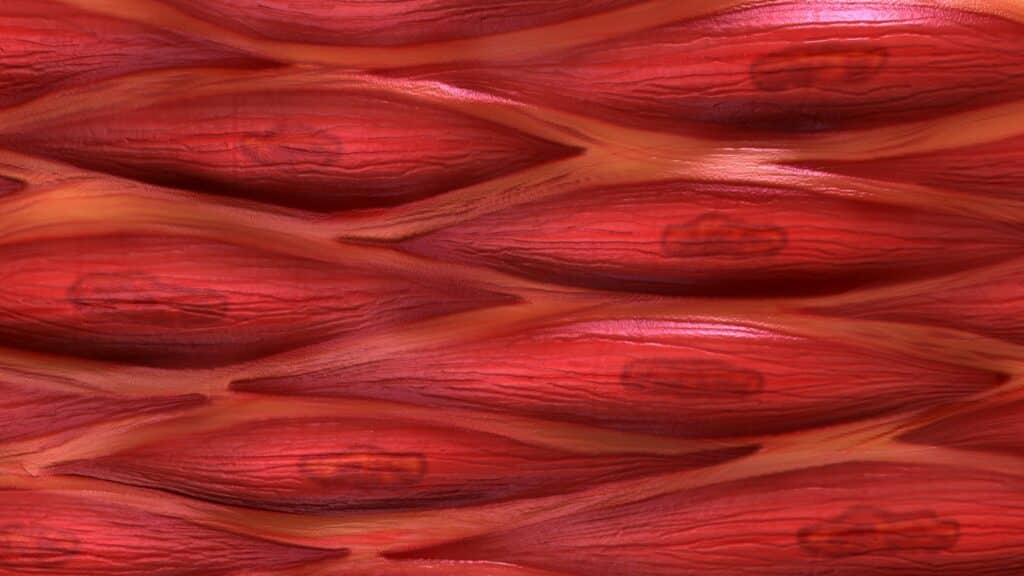 Calidad muscular y rendimiento