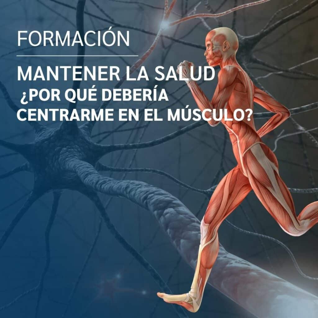 Formación Mantener la salud ¿por qué debería centrarme en el músculo?