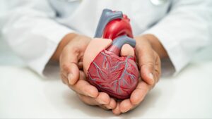 cardiovascular, corazón