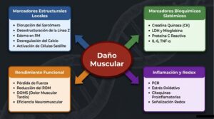 Artículos de Fisiología del Ejercicio